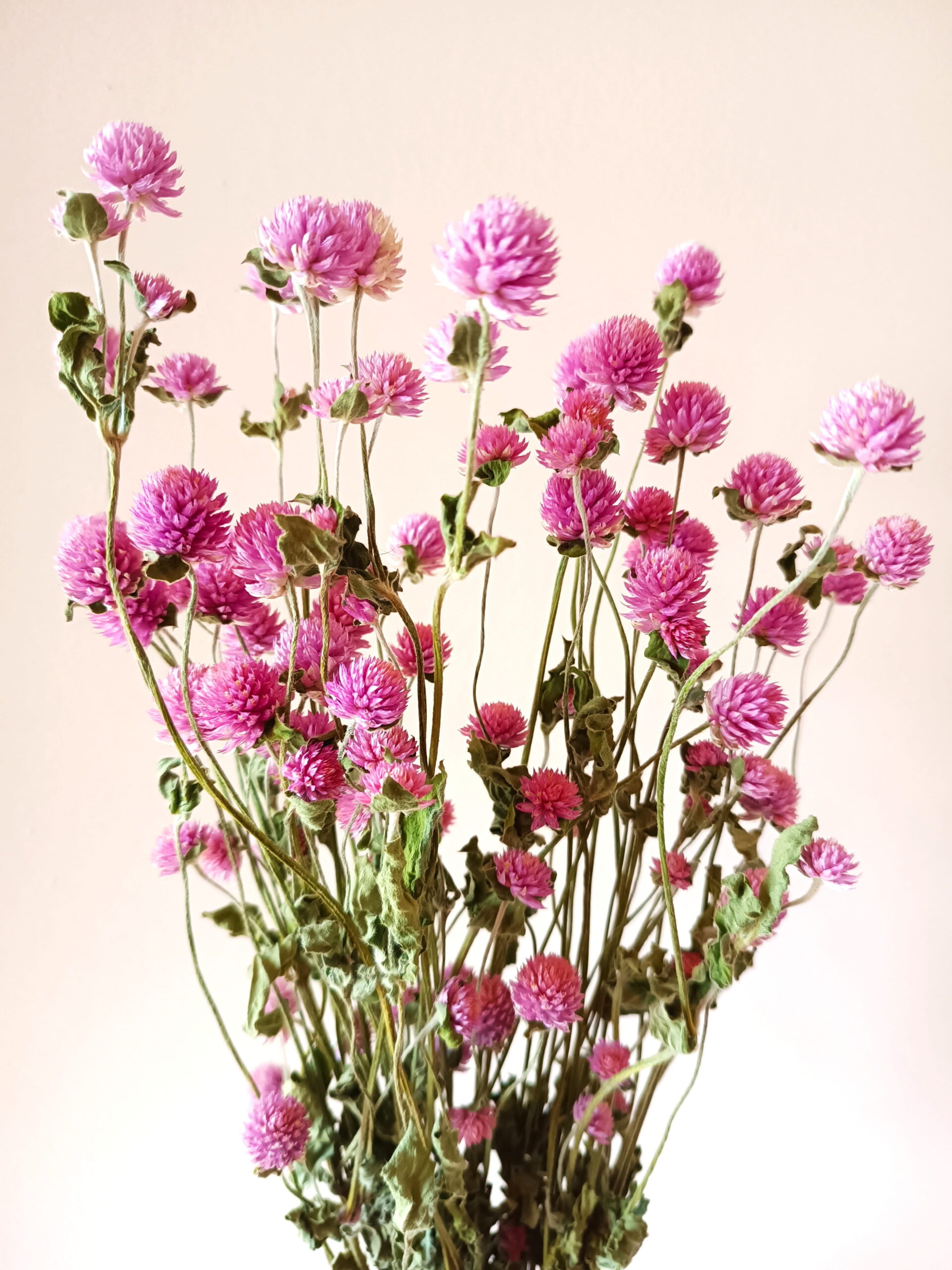 Gomphrena globosa lavande – Image 2