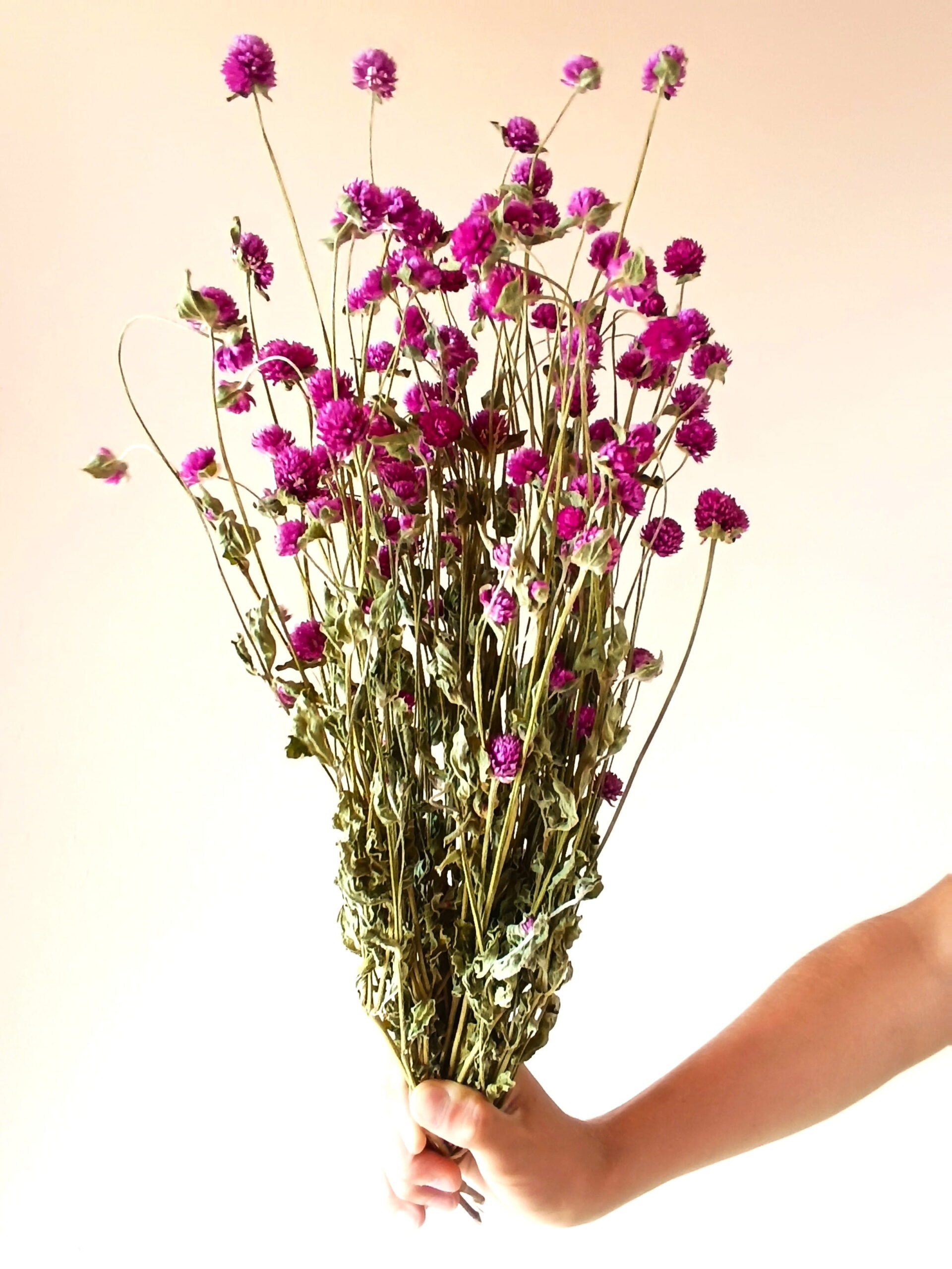 Gomphrena globosa violets – Image 3
