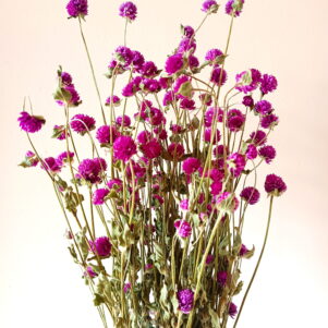 Gomphrena globosa violets