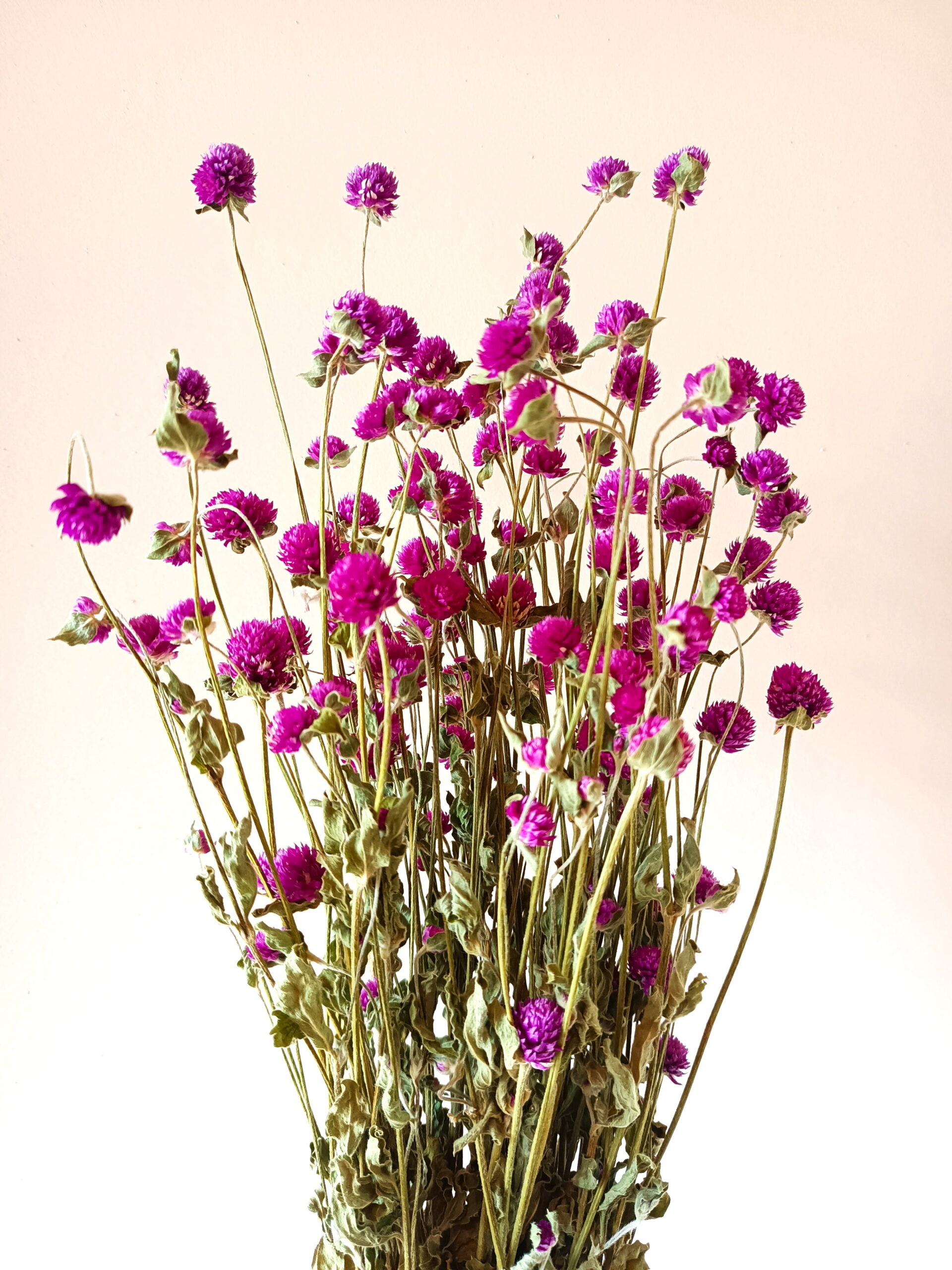 Gomphrena globosa violets