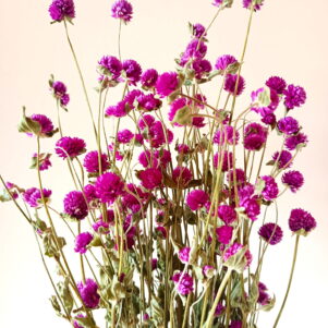 Gomphrenas violets 4