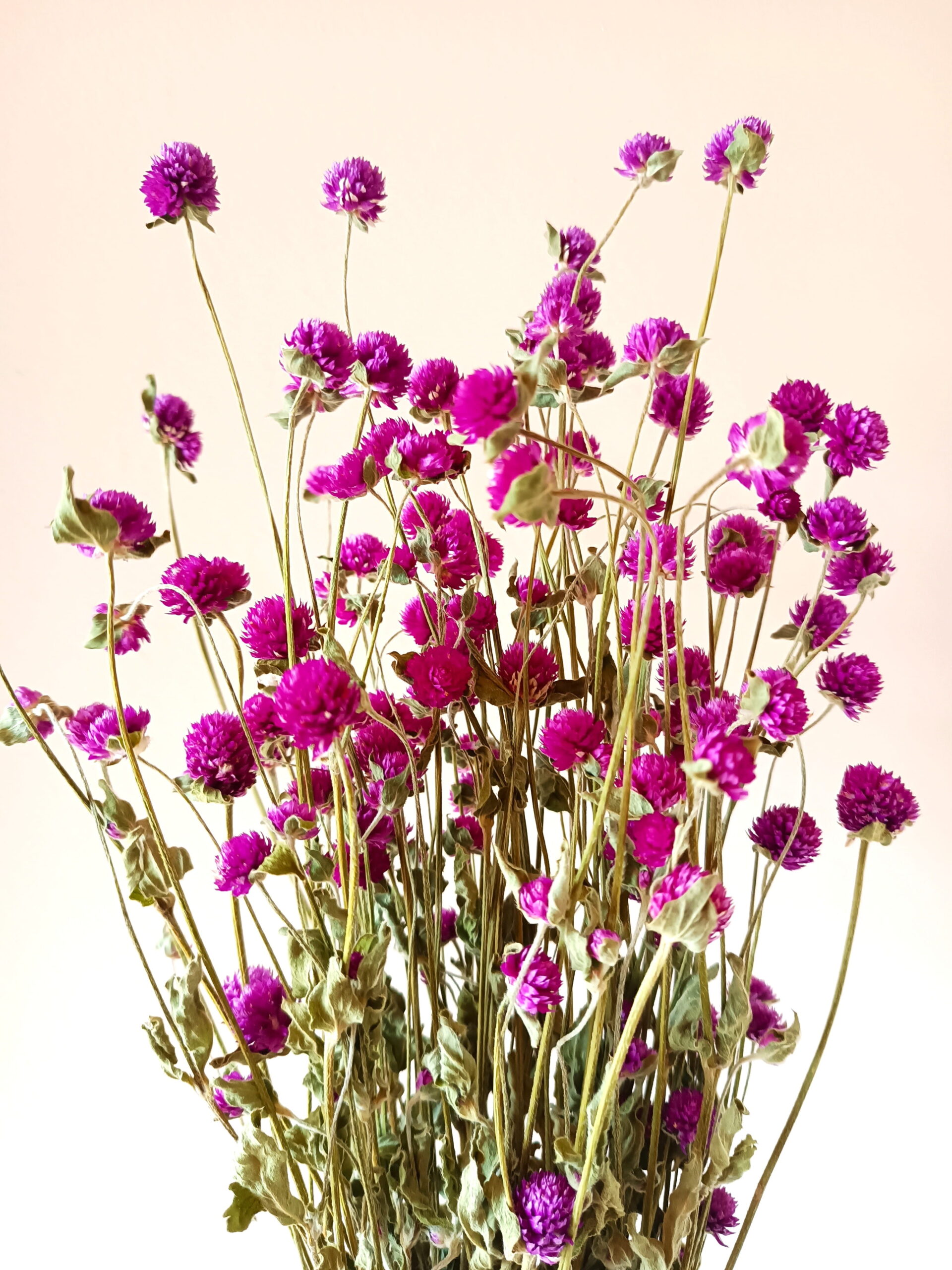 Gomphrena globosa violets – Image 2