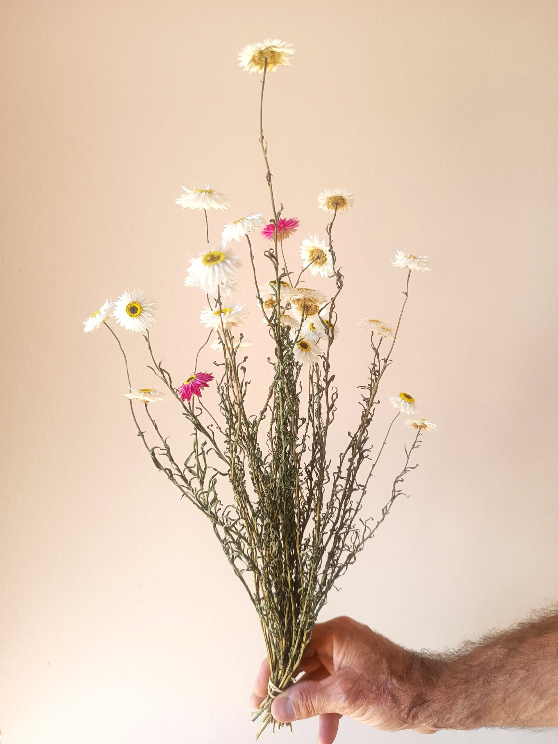 Acroclinium – Image 2
