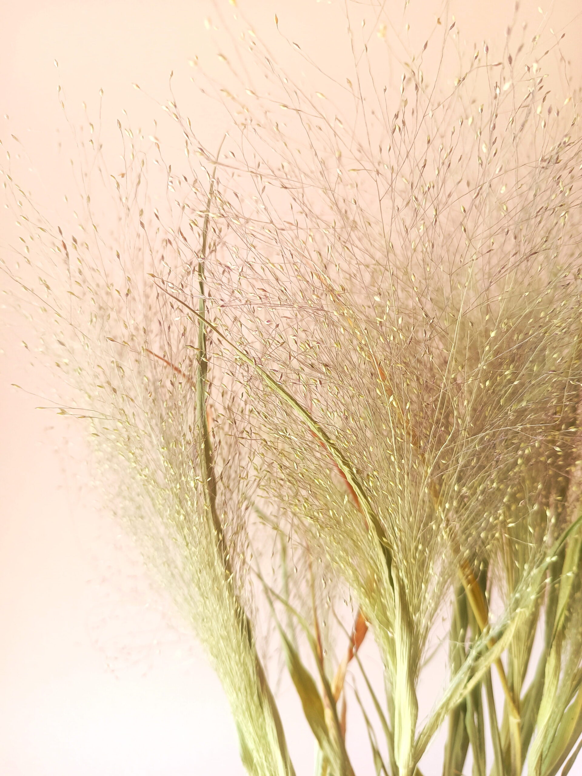 Panicum – Image 3