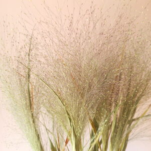 Panicum