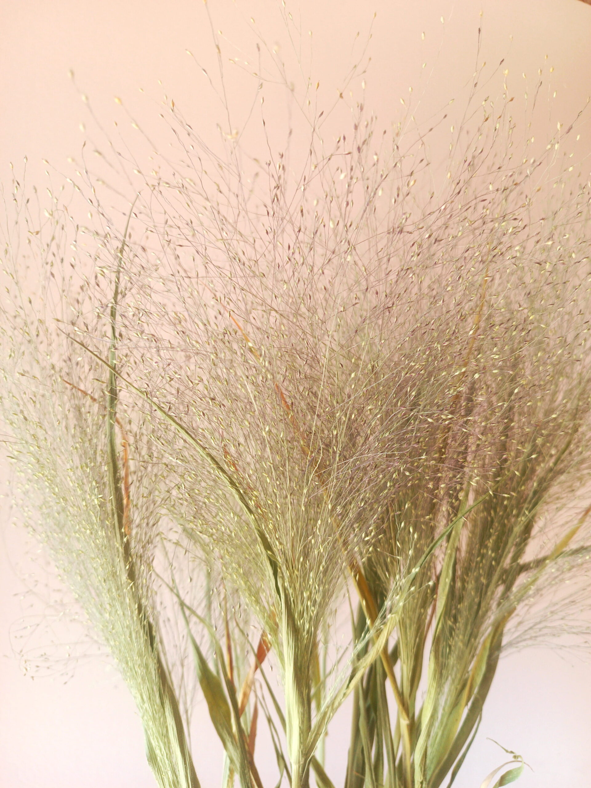 Panicum