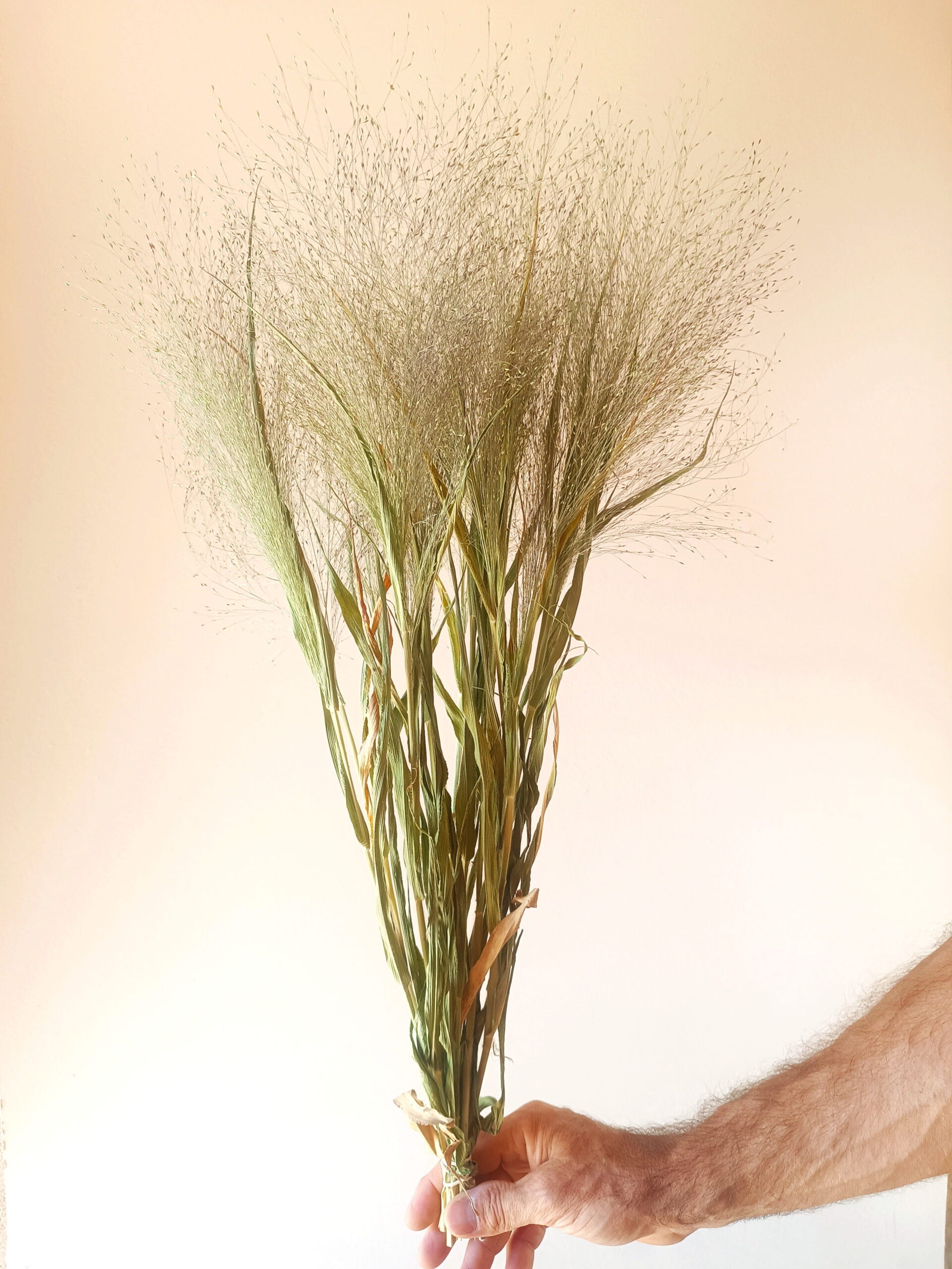 Panicum – Image 2