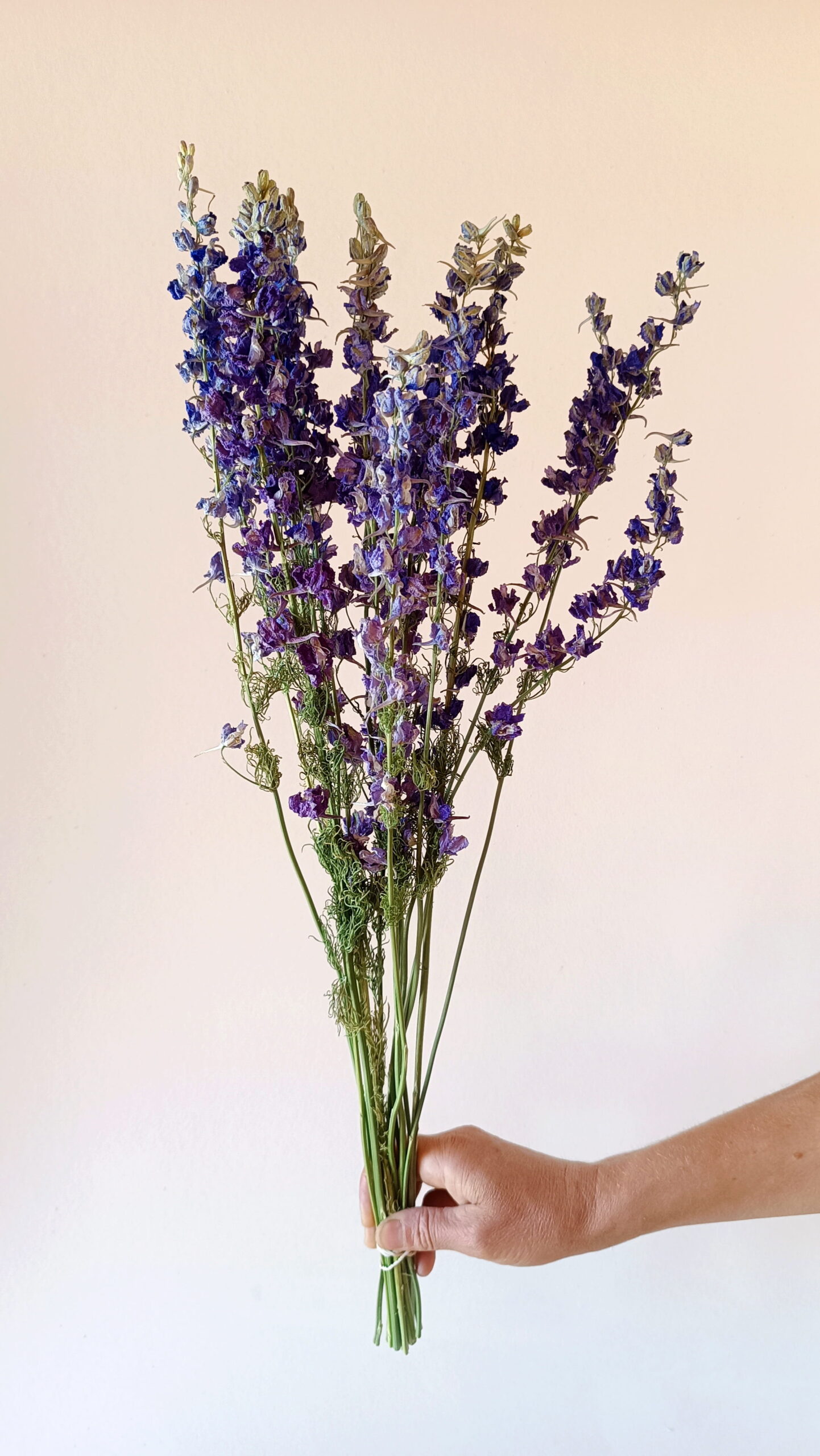 Delphiniums bleu lavande – Image 2