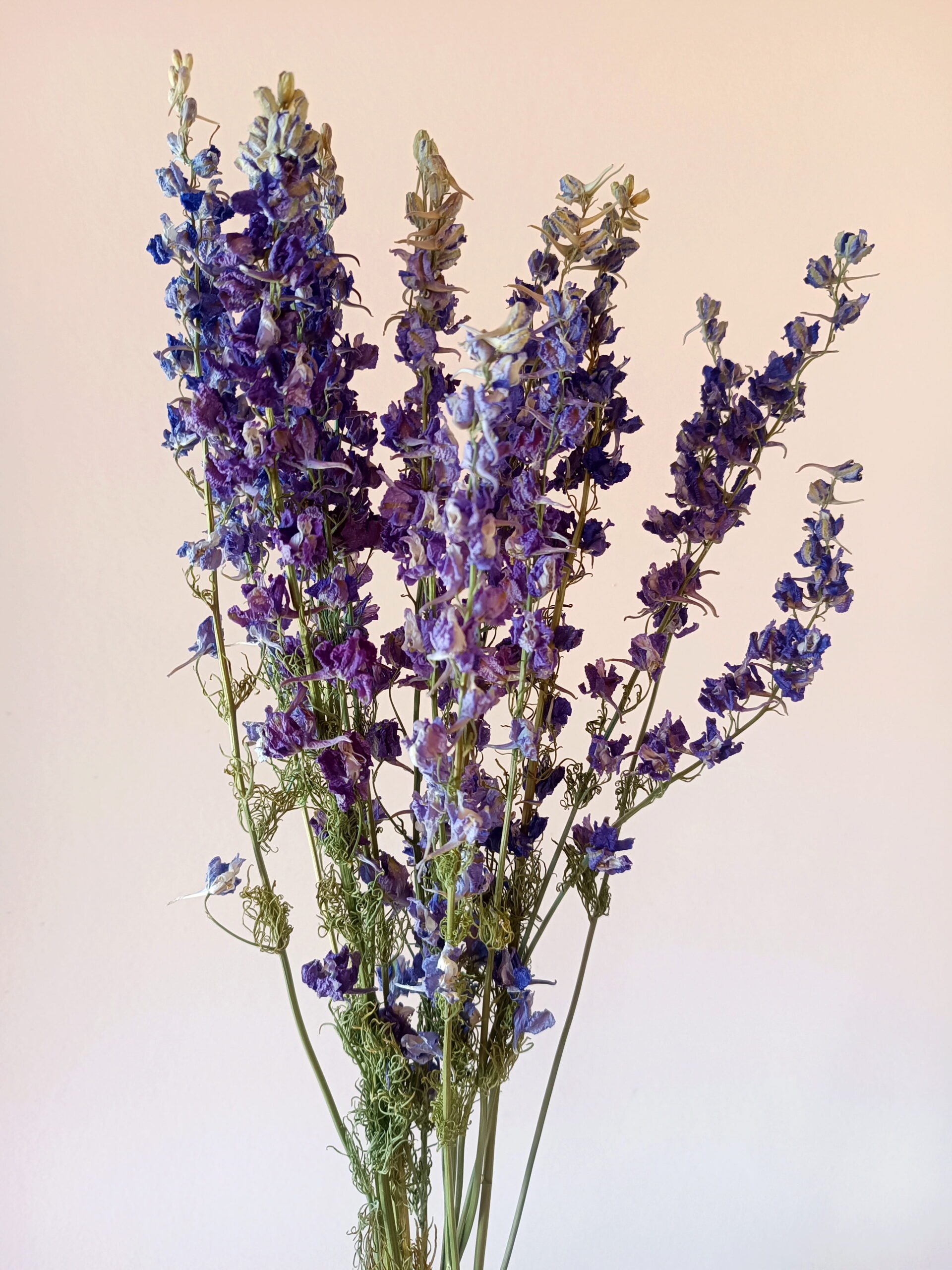 Delphiniums bleu lavande – Image 3