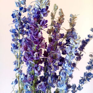 Delphiniums bleu lavande