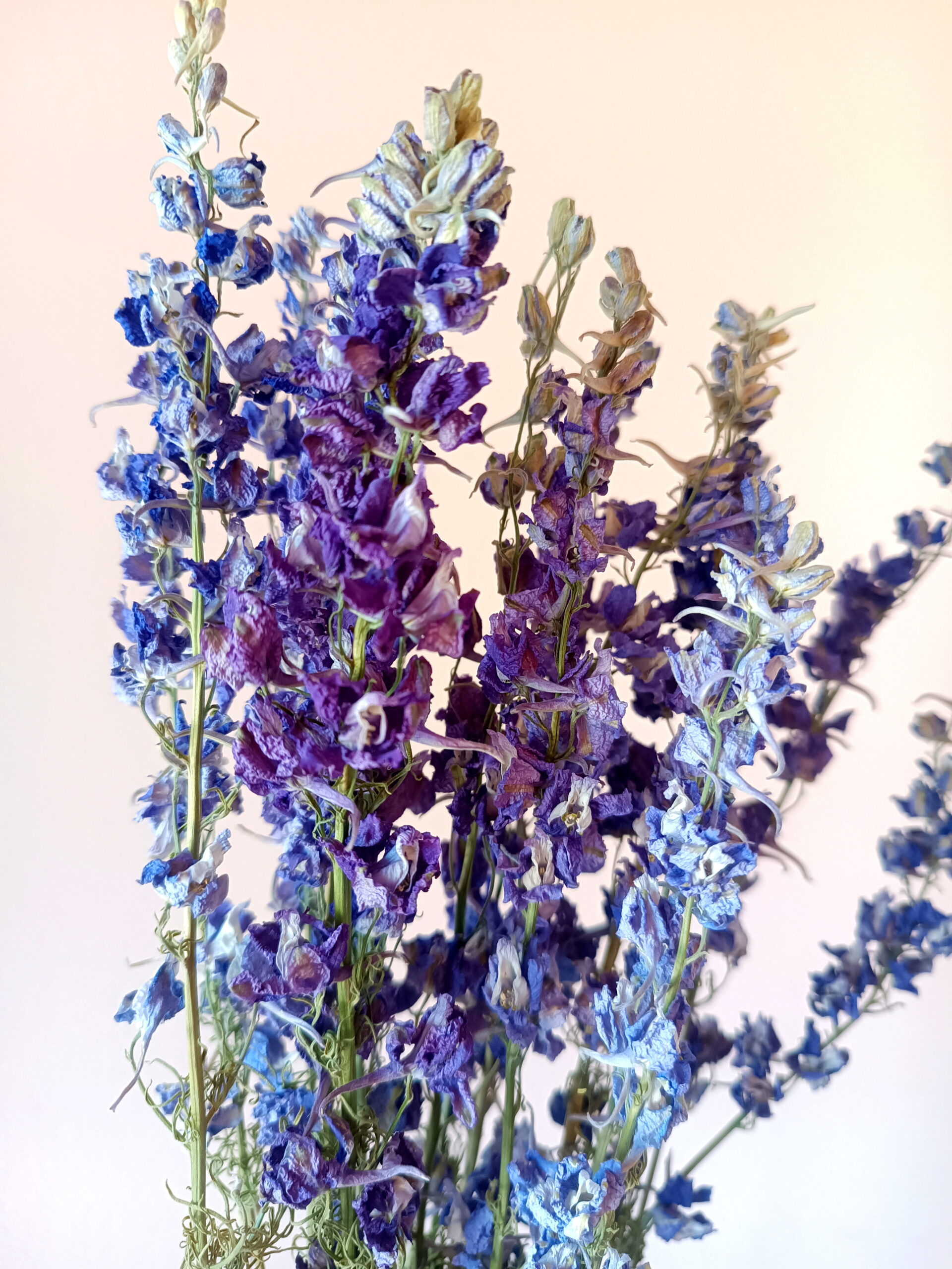 Delphiniums bleu lavande