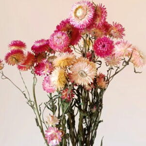 Immortelles Silver Pink