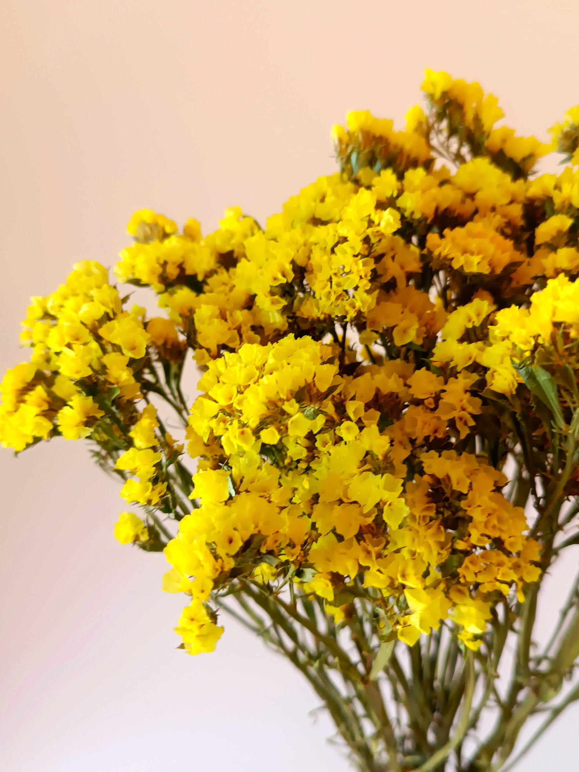 Statices jaunes – Image 2