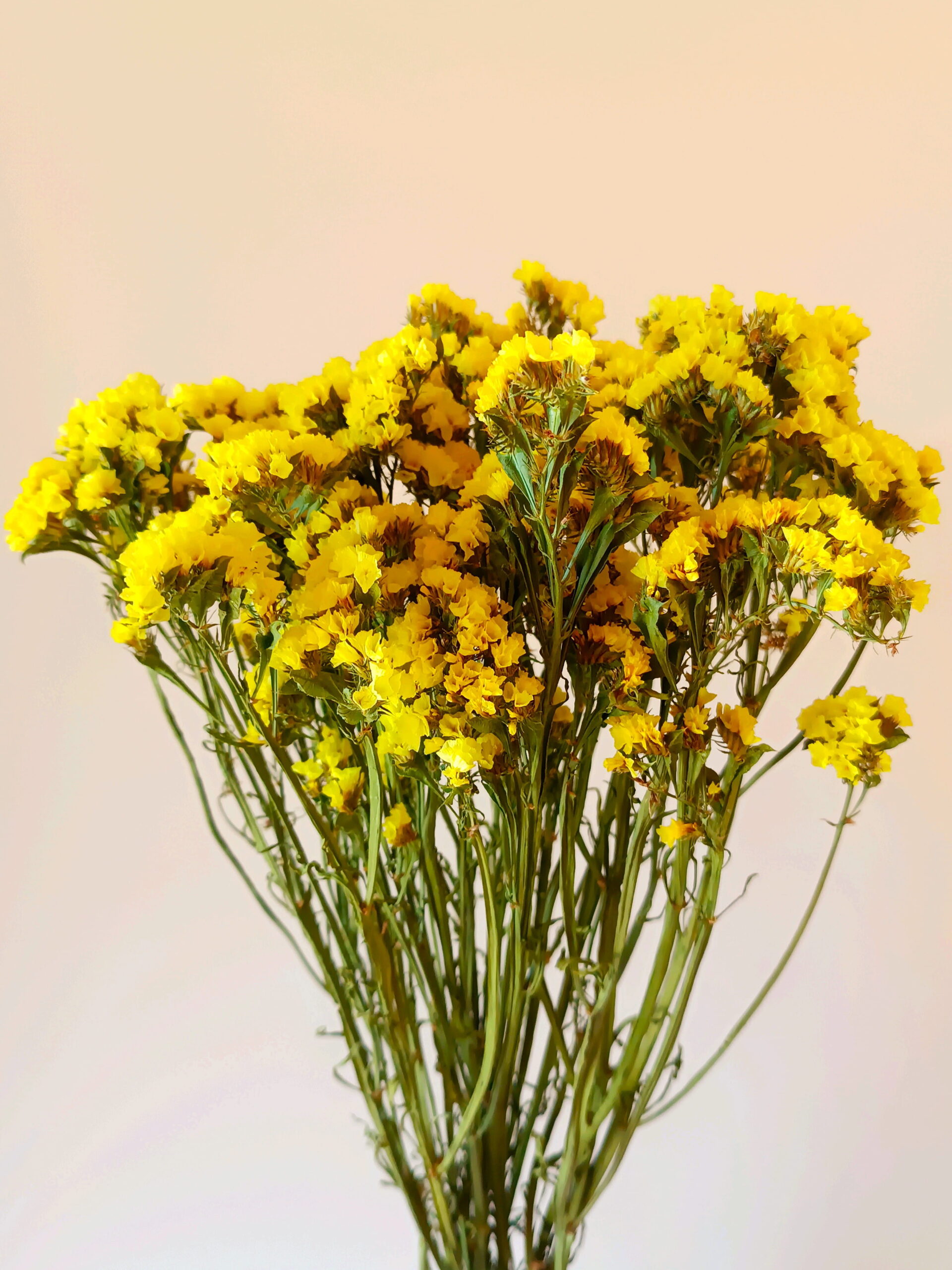 Statices jaunes – Image 3
