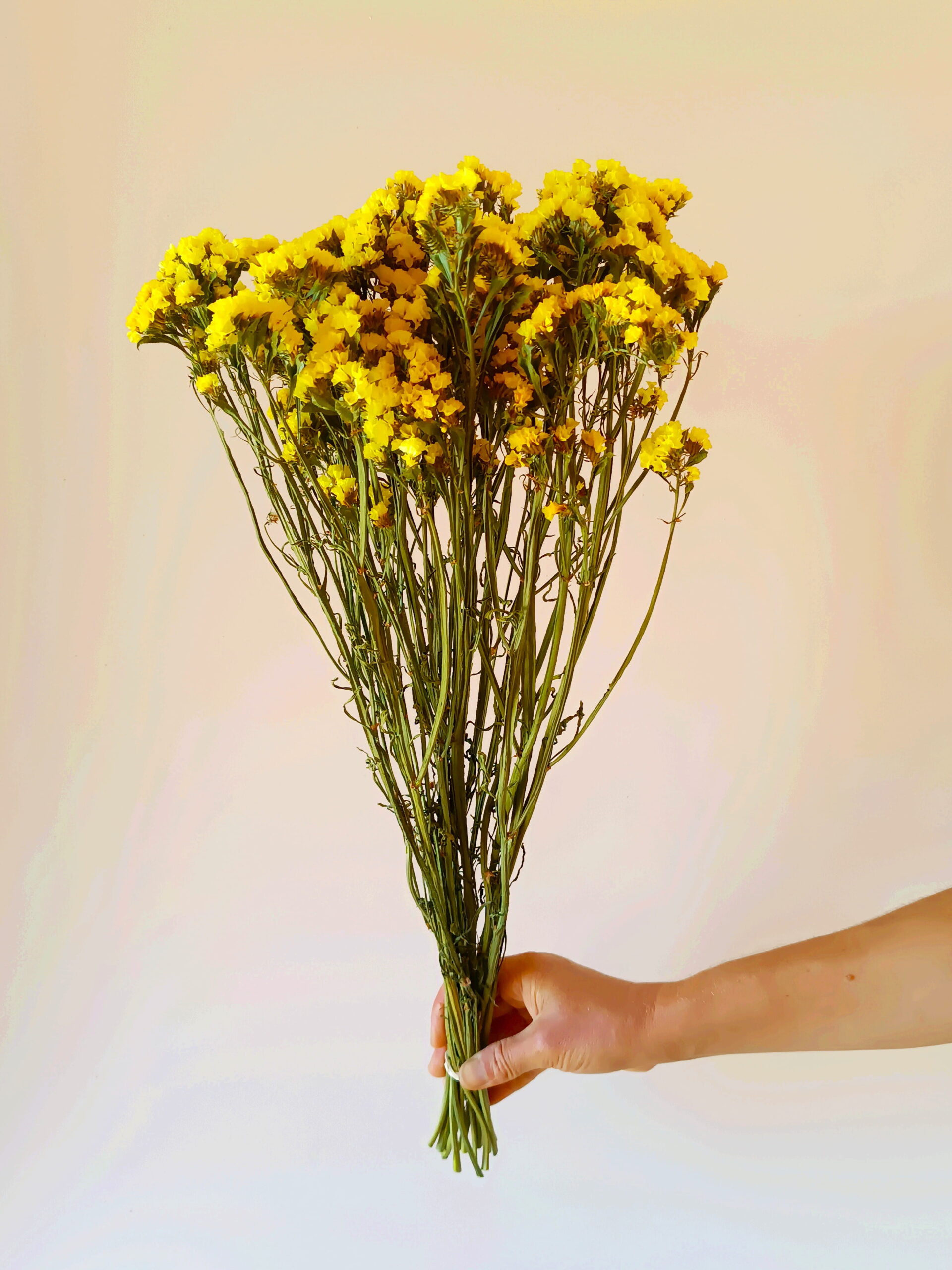 Statices jaunes – Image 4