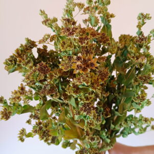 Bupleurum