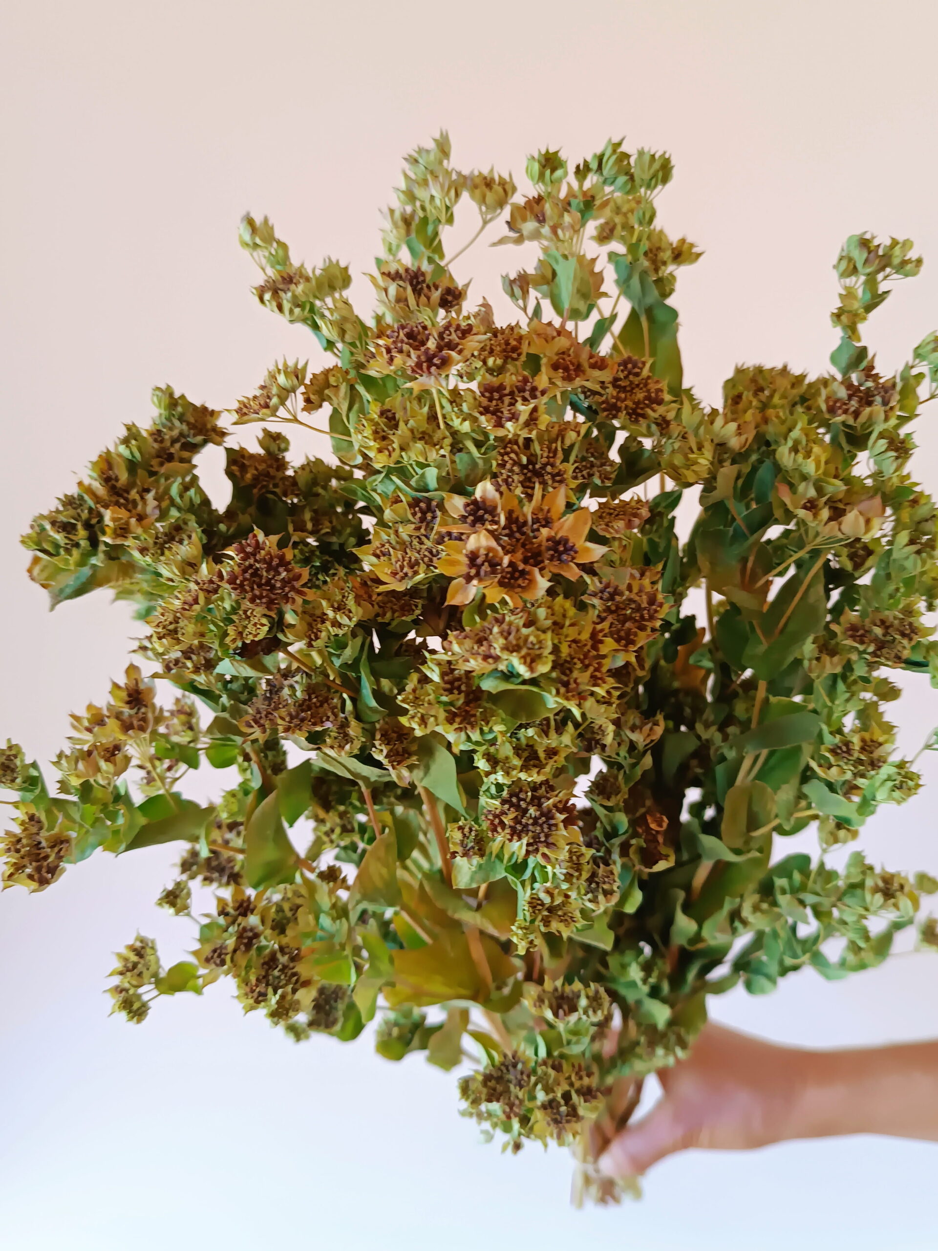 Bupleurum