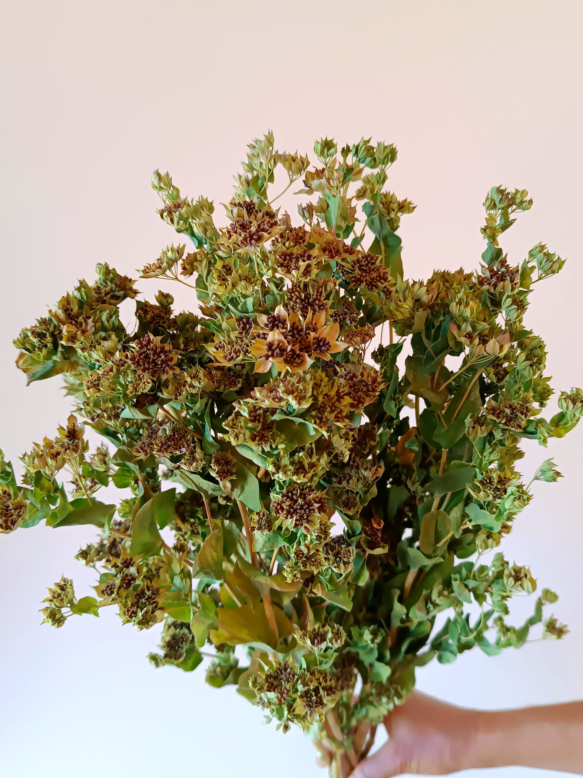 Bupleurum – Image 2