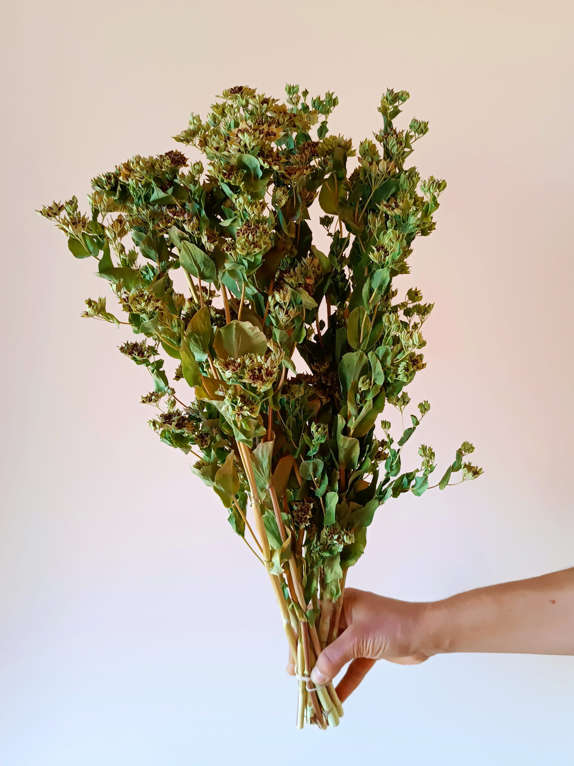 Bupleurum – Image 3