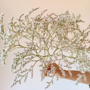 Limonium Tataricum