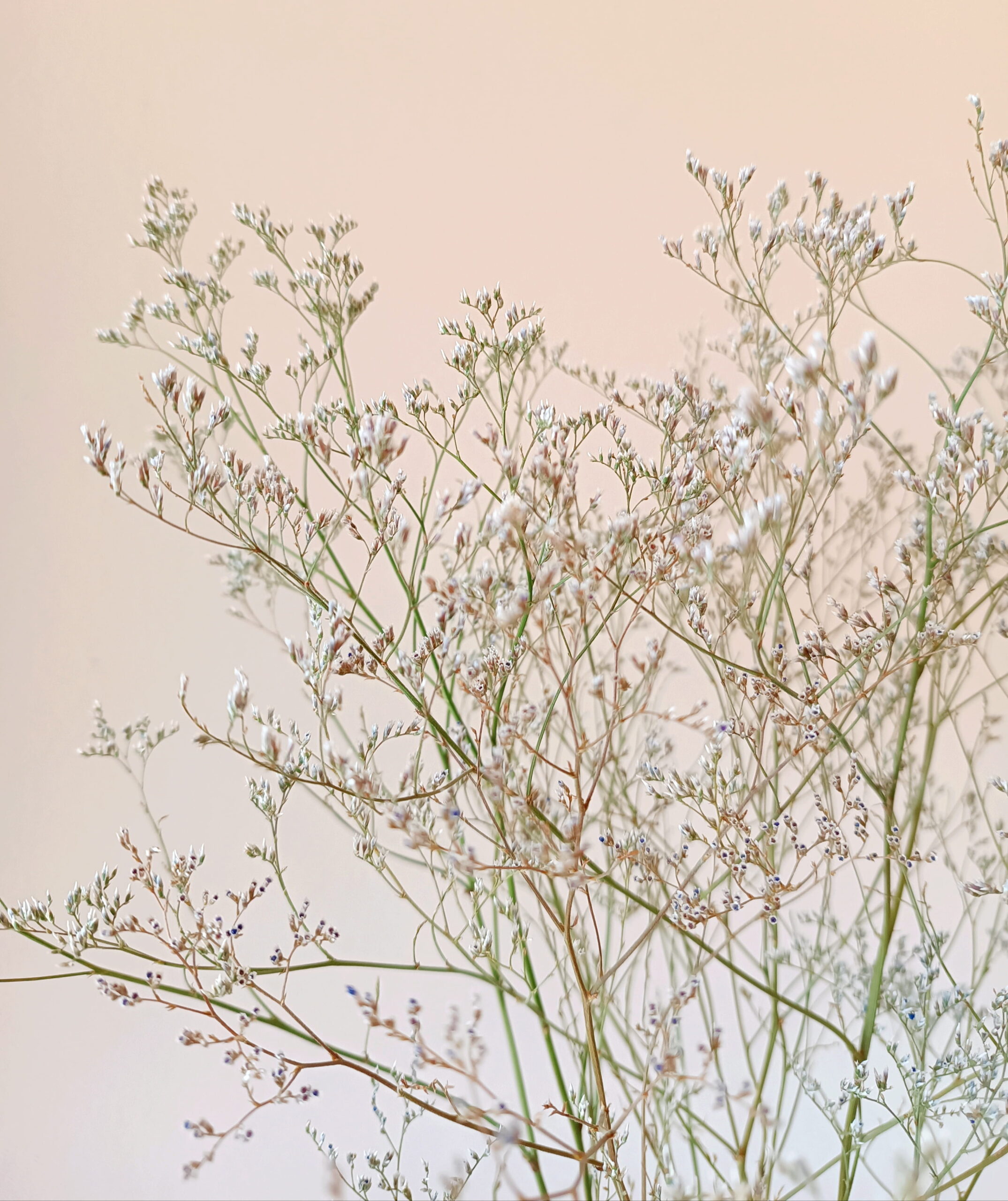 Limonium Latifolium – Image 2