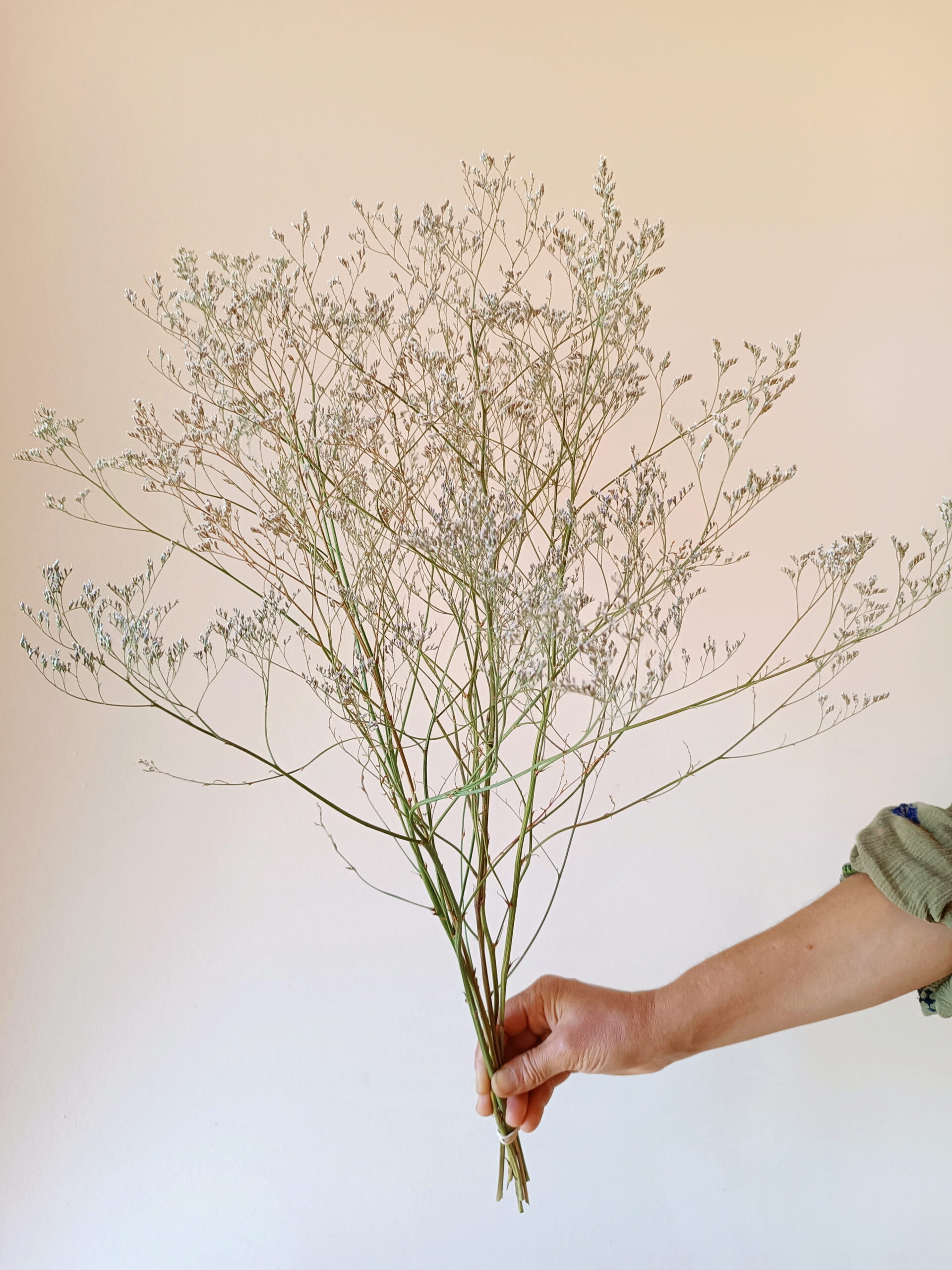 Limonium Latifolium – Image 3