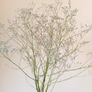 Limonium Latifolium