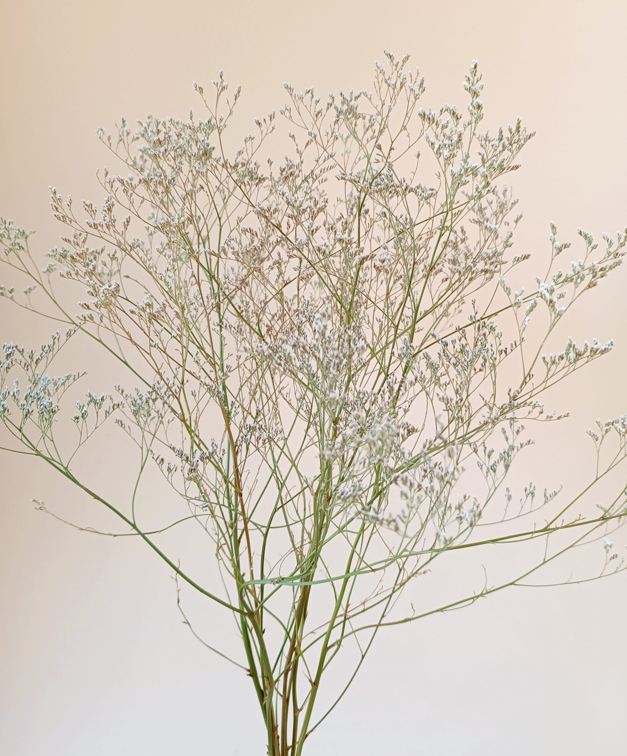 Limonium Latifolium