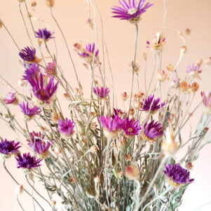 Xéranthème ou immortelle Lumina