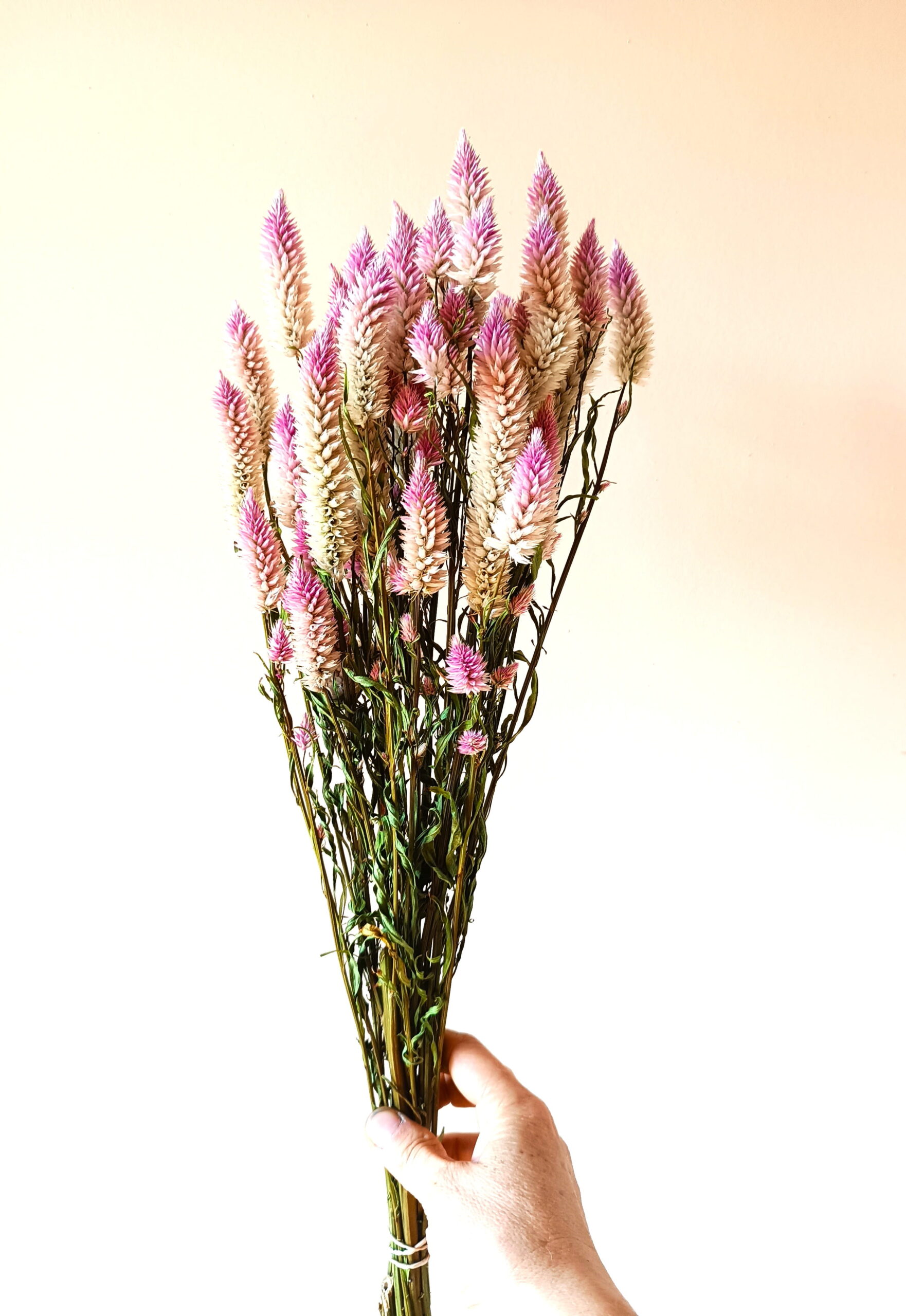 Célosie spicata Feather – Image 3