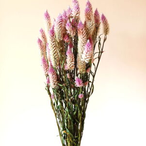 Célosie spicata Feather