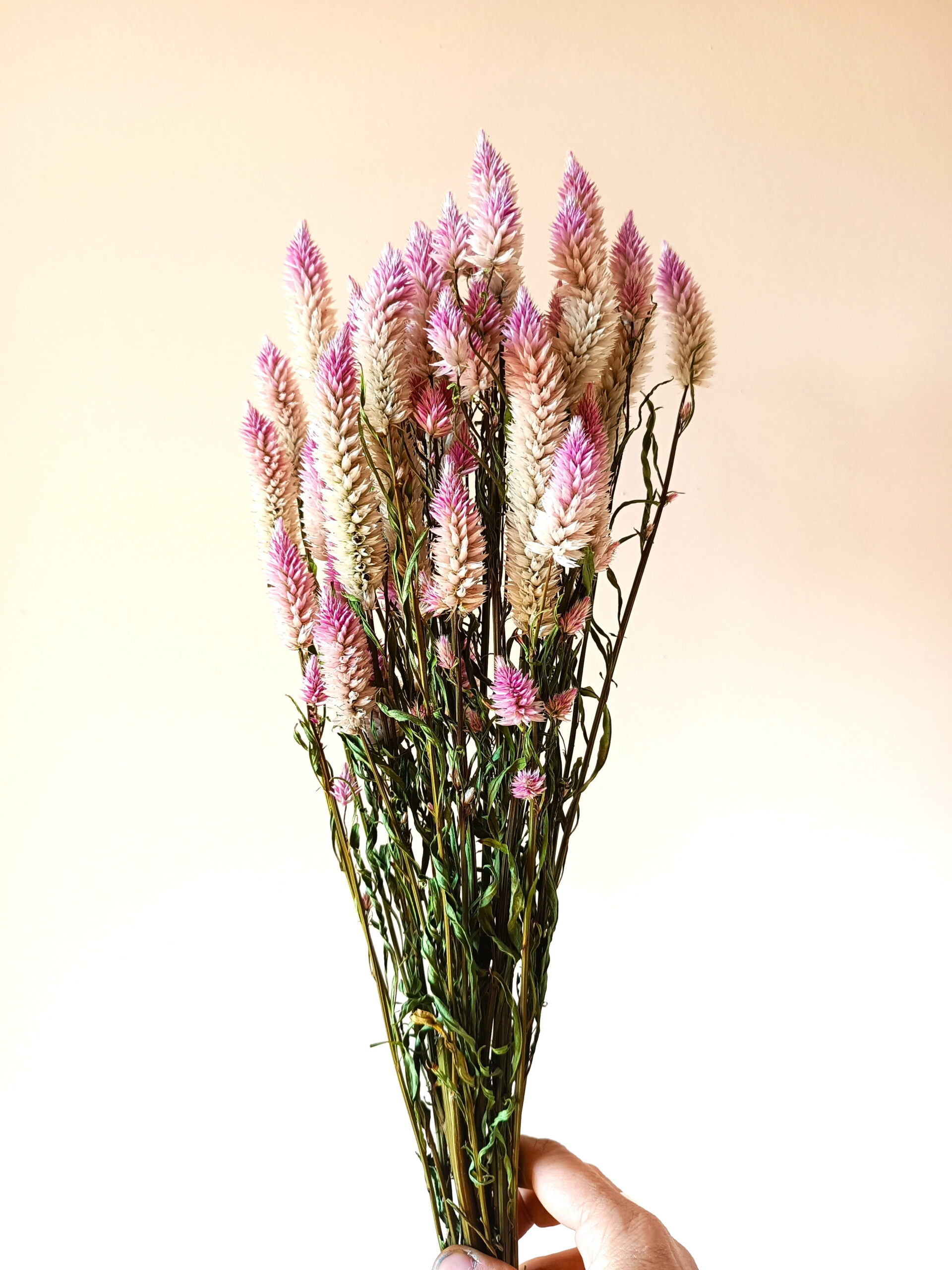 Célosie spicata Feather