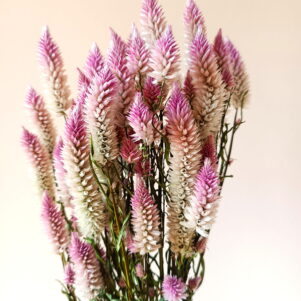 celosie feather 3