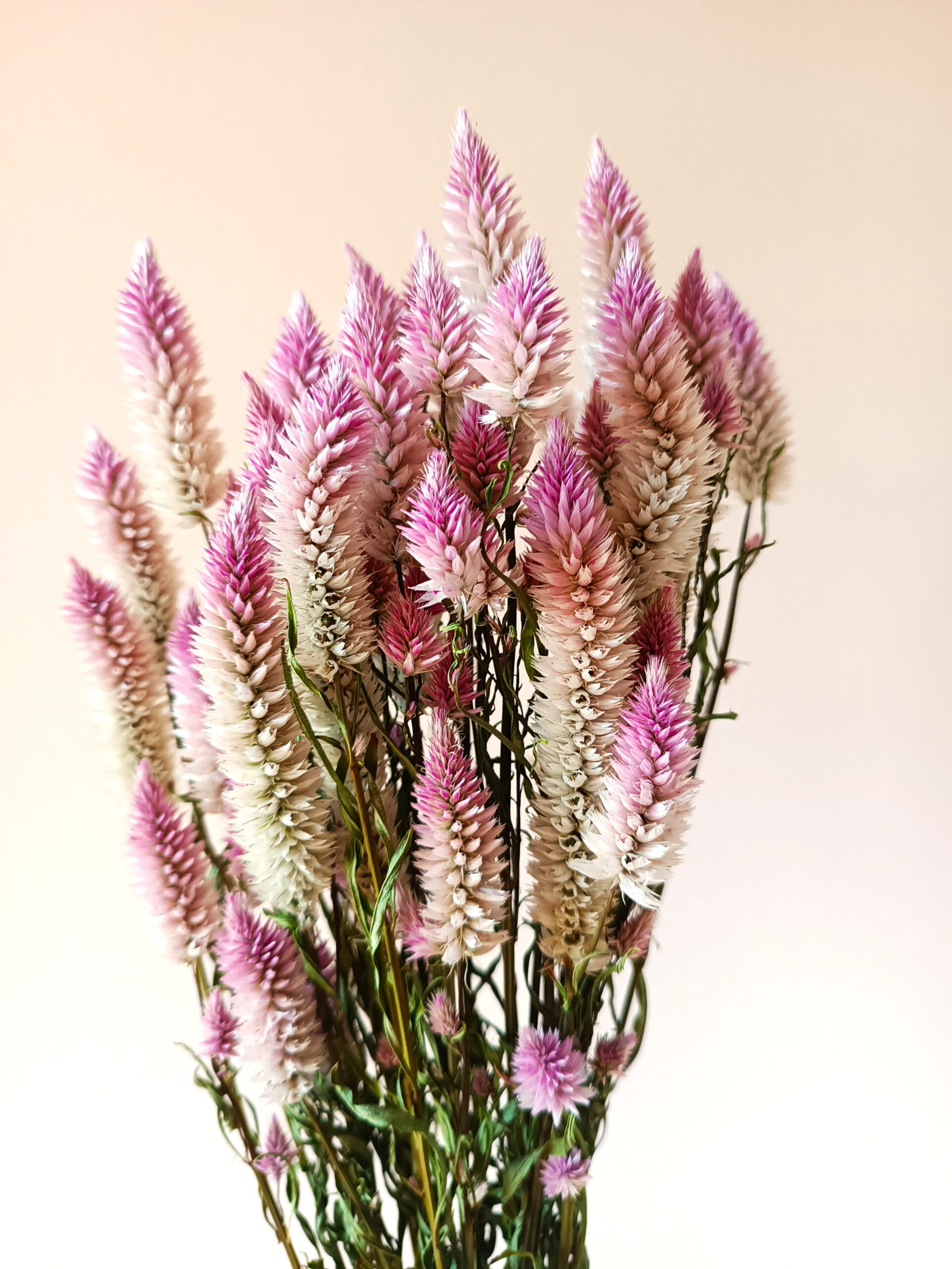 Célosie spicata Feather – Image 2